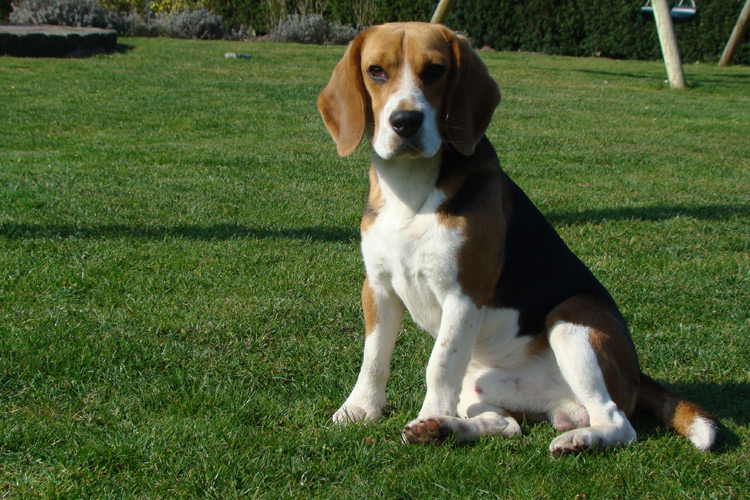 Riley beagle van numaga beagles